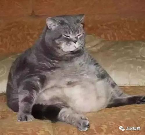 肥猫吃瓜2,揭秘娱乐圈背后的秘密与真相