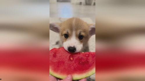 小狗吃瓜的文案,萌态十足，带你领略夏日清凉