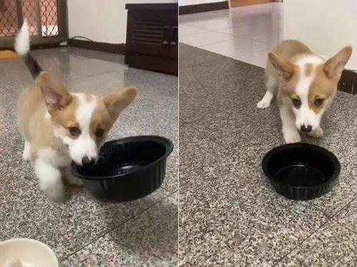 柯基兄弟吃瓜技巧,解锁夏日消暑新技能