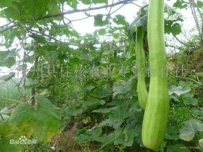 砍瓜怎么吃最好吃,解锁美味新境界