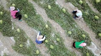 探索峡谷吃瓜群众,吃瓜群众的奇遇之旅