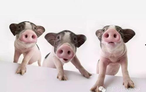 猪吃瓜的直播间,趣味横生的直播盛宴