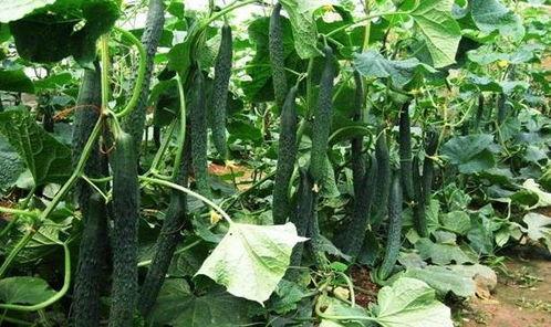 捧瓜什么季节吃最好,秋季赏瓜正当时——捧瓜的最佳食用季节