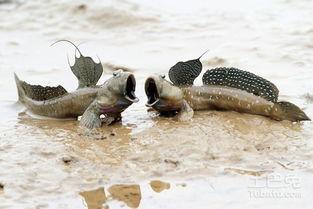 弹涂鱼吃瓜视频,揭秘海洋中的“美食家”