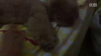 吃瓜死人视频,揭秘网络暴力背后的惊人真相