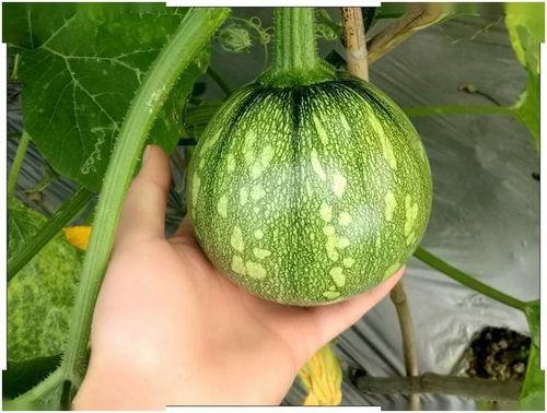 小瓜小瓜四处吃瓜,穿梭瓜田的美食探险之旅