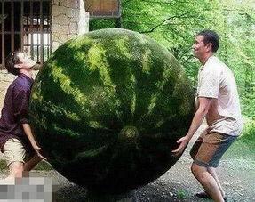 吃变异瓜,探寻异种果实背后的神秘力量