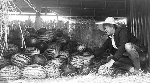 横滨吃瓜群众事件,一场引发社会热议的街头冲突