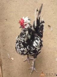 早起的虫儿有瓜吃,揭秘早起者的成功秘诀