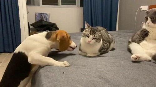 隔壁有瓜吃,揭秘邻里间的秘密生活