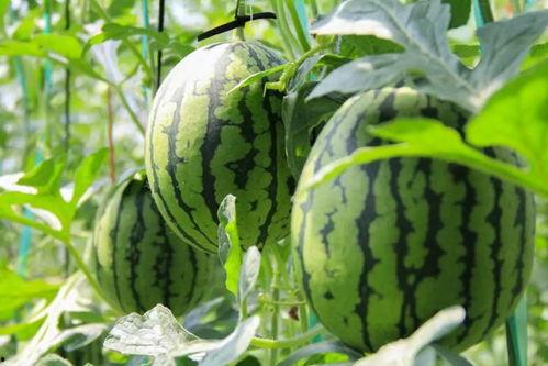 吊着吃的瓜品种,吊着吃的瓜，带你领略别样风味